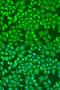 Dishevelled Segment Polarity Protein 2 antibody, 15-687, ProSci, Immunofluorescence image 