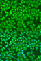 Segment polarity protein dishevelled homolog DVL-2 antibody, 15-687, ProSci, Immunofluorescence image 