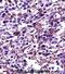 POU Class 2 Homeobox 2 antibody, abx027637, Abbexa, Immunohistochemistry frozen image 