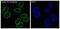 Lamin B2 antibody, M05348, Boster Biological Technology, Immunofluorescence image 