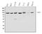 Poly(ADP-Ribose) Polymerase 1 antibody, PB9309, Boster Biological Technology, Western Blot image 