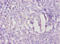Transmembrane Protein 14B antibody, A57878-100, Epigentek, Immunohistochemistry paraffin image 