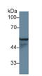 Keratin 4 antibody, LS-C299656, Lifespan Biosciences, Western Blot image 