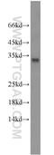 Inhibitor Of Growth Family Member 4 antibody, 16188-1-AP, Proteintech Group, Western Blot image 