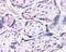 Dual Specificity Phosphatase 16 antibody, PA5-17984, Invitrogen Antibodies, Immunohistochemistry frozen image 