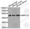 Mitochondrial Ribosomal Protein L37 antibody, A4724, ABclonal Technology, Western Blot image 