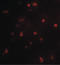 Coactivator Associated Arginine Methyltransferase 1 antibody, LS-B10076, Lifespan Biosciences, Immunofluorescence image 
