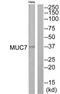 Mucin 7, Secreted antibody, TA314218, Origene, Western Blot image 