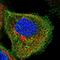 Iroquois Homeobox 6 antibody, NBP1-81581, Novus Biologicals, Immunofluorescence image 