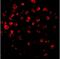 Interleukin-1 receptor-associated kinase-like 2 antibody, LS-C327, Lifespan Biosciences, Immunofluorescence image 