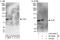 TLE Family Member 1, Transcriptional Corepressor antibody, A303-545A, Bethyl Labs, Western Blot image 