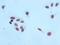 Histone Cluster 4 H4 antibody, CSB-RA010429A20me3HU, Cusabio, Immunocytochemistry image 