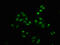 P21 (RAC1) Activated Kinase 4 antibody, CSB-RA017408A474phHU, Cusabio, Immunofluorescence image 