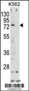 Folliculin antibody, MBS9210297, MyBioSource, Western Blot image 