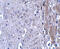 Matrilin 4 antibody, 5115, ProSci, Immunohistochemistry paraffin image 