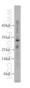 Ribonuclease T2 antibody, 13753-1-AP, Proteintech Group, Western Blot image 