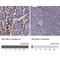 SEC16 Homolog B, Endoplasmic Reticulum Export Factor antibody, NBP2-62678, Novus Biologicals, Immunohistochemistry paraffin image 