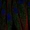 C1q And TNF Related 7 antibody, NBP2-68719, Novus Biologicals, Immunofluorescence image 