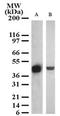 Histone-lysine N-methyltransferase SETD7 antibody, TA336441, Origene, Western Blot image 