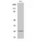 Cyclin Dependent Kinase Inhibitor 1B antibody, LS-C385282, Lifespan Biosciences, Western Blot image 