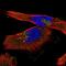 Yip1 Domain Family Member 4 antibody, NBP1-84684, Novus Biologicals, Immunofluorescence image 