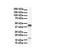 SMYD Family Member 5 antibody, A15461, Boster Biological Technology, Western Blot image 