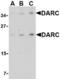 Atypical Chemokine Receptor 1 (Duffy Blood Group) antibody, TA306405, Origene, Western Blot image 