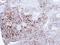 ALPI antibody, LS-C186246, Lifespan Biosciences, Immunohistochemistry paraffin image 