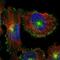 Myoferlin antibody, NBP1-84694, Novus Biologicals, Immunocytochemistry image 