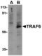 TNF Receptor Associated Factor 6 antibody, A00185-1, Boster Biological Technology, Western Blot image 