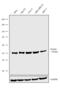 TEA Domain Transcription Factor 4 antibody, 720430, Invitrogen Antibodies, Western Blot image 