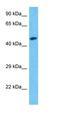 Bystin Like antibody, orb326326, Biorbyt, Western Blot image 