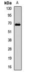 Far Upstream Element Binding Protein 1 antibody, LS-C667800, Lifespan Biosciences, Western Blot image 