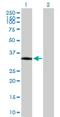 Polycystin 1 Like 2 (Gene/Pseudogene) antibody, H00114780-B01P, Novus Biologicals, Western Blot image 