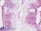 Chordin antibody, LS-B8994, Lifespan Biosciences, Immunohistochemistry paraffin image 