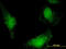 Heat Shock Protein Family A (Hsp70) Member 13 antibody, LS-B14490, Lifespan Biosciences, Immunofluorescence image 