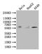 Tripartite Motif Containing 4 antibody, CSB-PA866336LA01HU, Cusabio, Western Blot image 