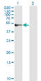 Alpha-1-Microglobulin/Bikunin Precursor antibody, LS-C133045, Lifespan Biosciences, Western Blot image 