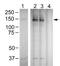 Phospholipase C Gamma 1 antibody, 700044, Invitrogen Antibodies, Western Blot image 