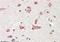 Golgin A6 Family Member A antibody, orb19090, Biorbyt, Immunohistochemistry paraffin image 