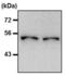 Tubulin Beta 1 Class VI antibody, NBP2-37830, Novus Biologicals, Western Blot image 