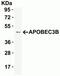 Apolipoprotein B MRNA Editing Enzyme Catalytic Subunit 3B antibody, NBP2-82073, Novus Biologicals, Western Blot image 
