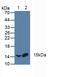 Activating Transcription Factor 1 antibody, LS-C685767, Lifespan Biosciences, Western Blot image 