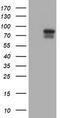 SPG7 Matrix AAA Peptidase Subunit, Paraplegin antibody, TA800002, Origene, Western Blot image 