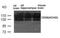 Neural Cell Adhesion Molecule 1 antibody, MBS835133, MyBioSource, Western Blot image 