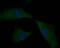 Potassium Voltage-Gated Channel Subfamily A Member Regulatory Beta Subunit 1 antibody, NBP2-80437, Novus Biologicals, Immunofluorescence image 