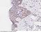 Activating Transcription Factor 1 antibody, 100841-T08, Sino Biological, Immunohistochemistry paraffin image 