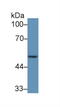 Interferon Regulatory Factor 6 antibody, MBS2028382, MyBioSource, Western Blot image 