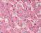 Fibrinogen Alpha Chain antibody, GTX26666, GeneTex, Immunohistochemistry paraffin image 