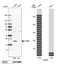 Cytochrome B5 Type B antibody, PA5-52482, Invitrogen Antibodies, Western Blot image 